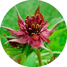 Чем отличается гель Jointerra  от других средств