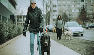 Ónos esőben is profin vezetnek ezek a vakvezető kutyák – videó