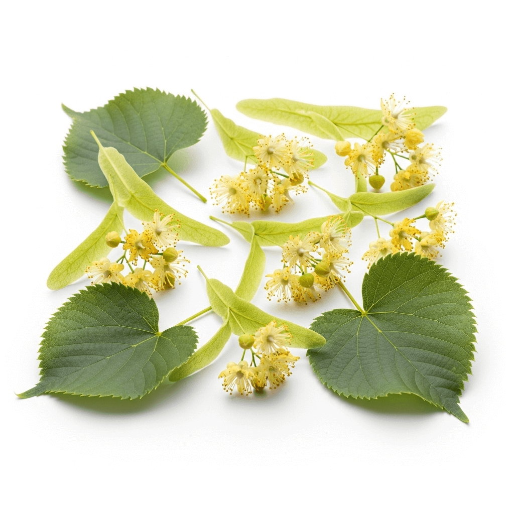 Tilo - Flores del Árbol