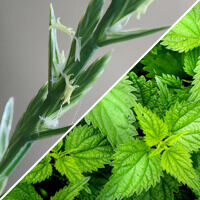 Viprostamax