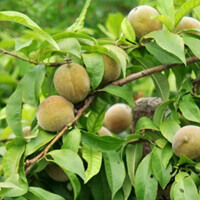 Viprostamax